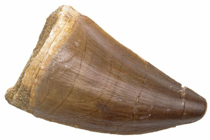 Fossil Mosasaur (Prognathodon) Tooth - Morocco #226415